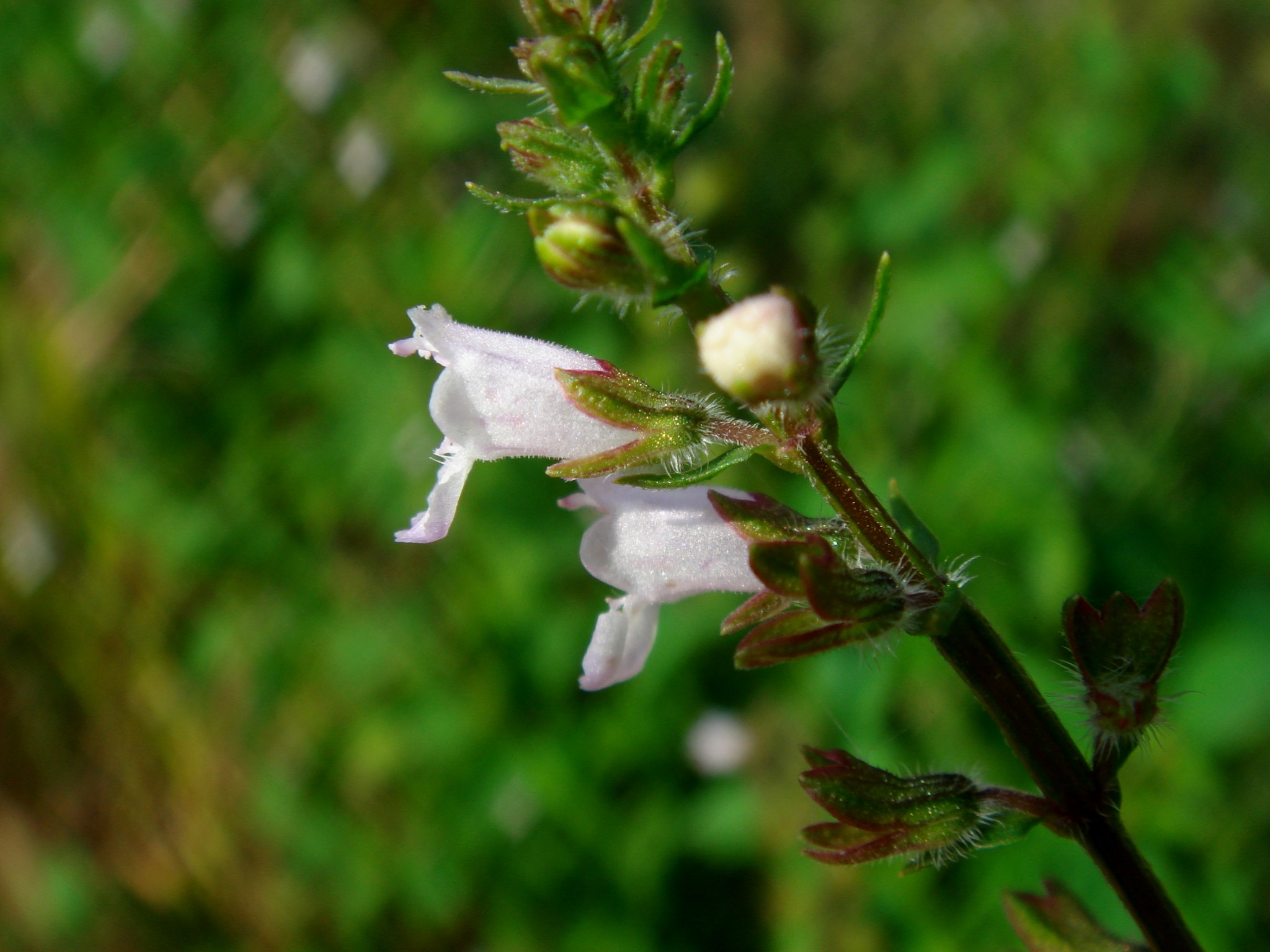 Mosla dianthera (Buchanan-Hamilton ex Roxburgh) Maximovicz